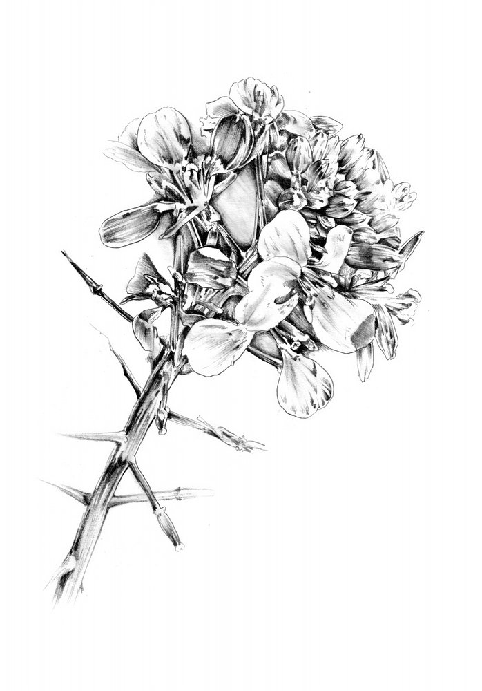 Dornen und Blüten von Kulik