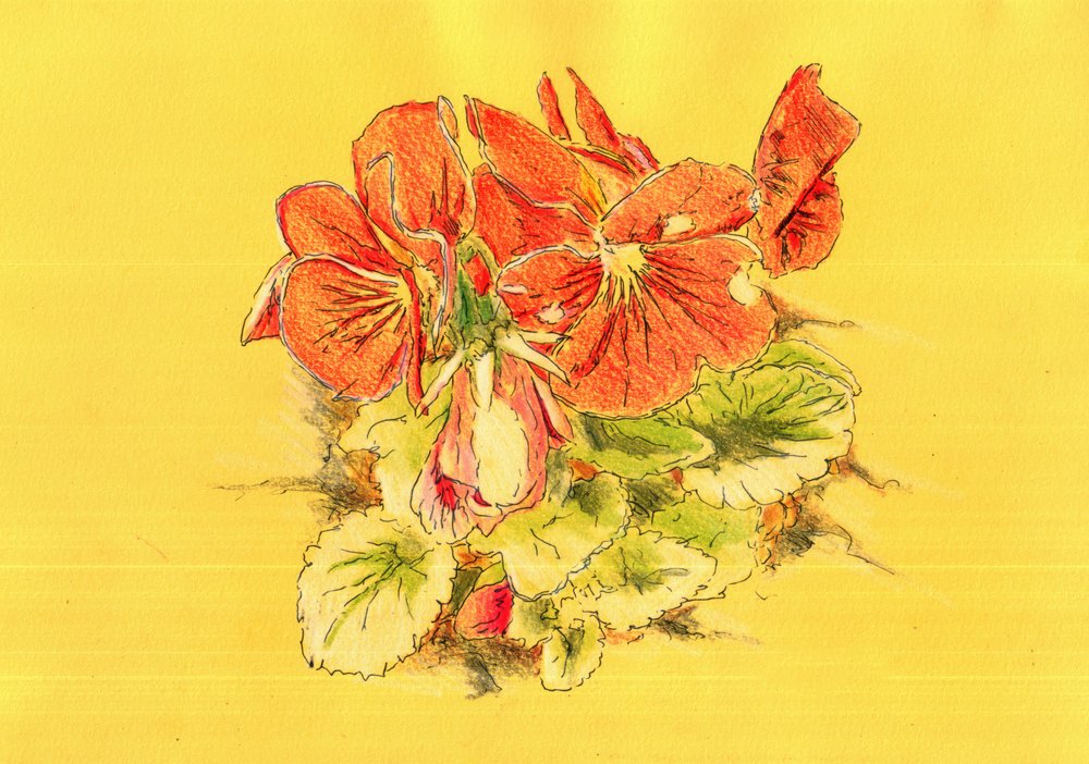Lebendige Orange Stiefmütterchen von Kulik