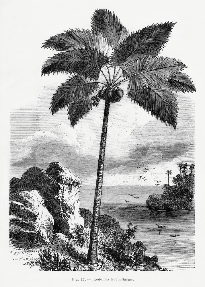 Vintage Palmenzeichnung I von Les Palmiers Histoire Iconographique