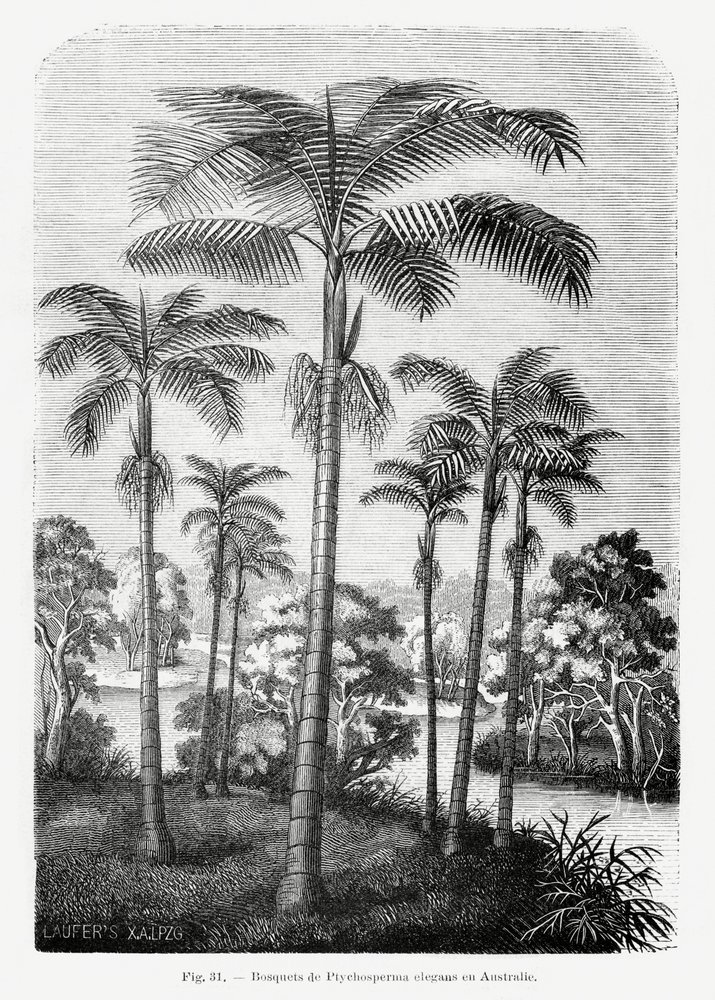 Vintage Palmenzeichnung Ii von Les Palmiers Histoire Iconographique