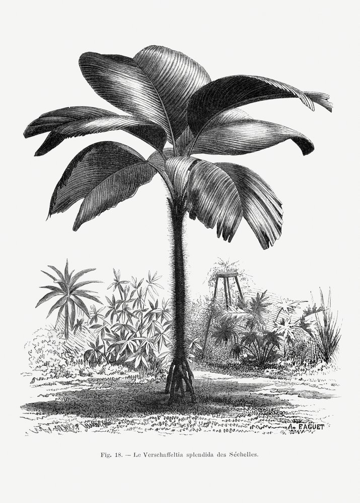Vintage Palmenzeichnung Iii von Les Palmiers Histoire Iconographique