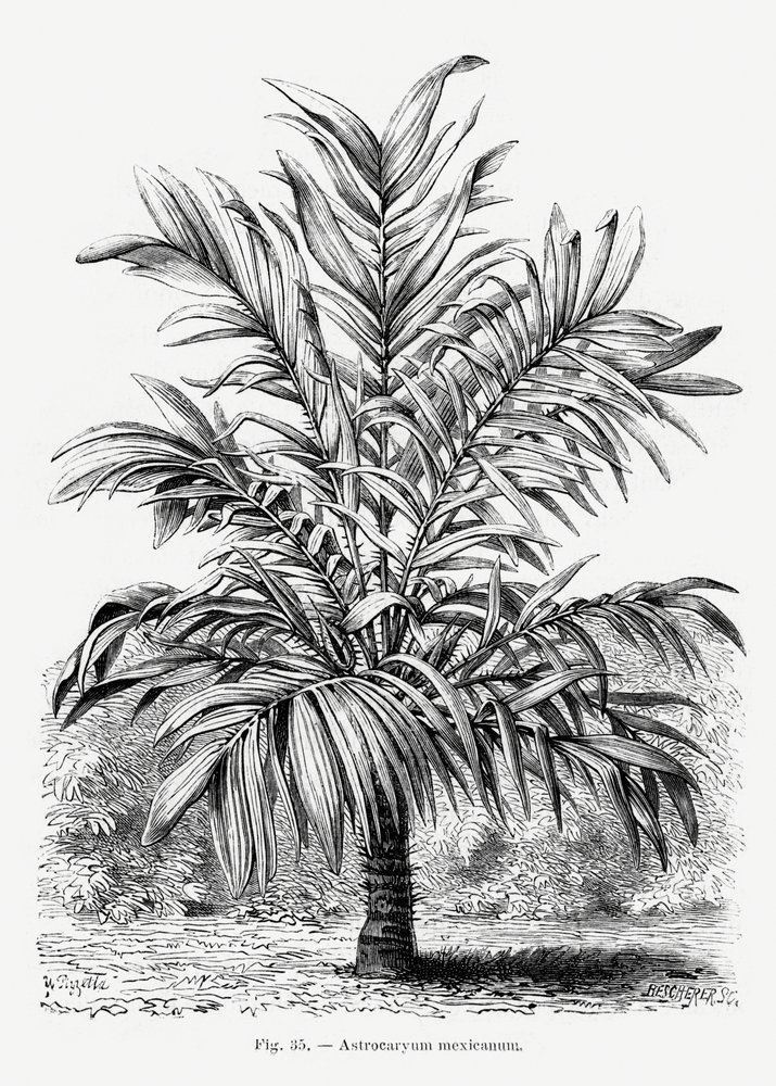 Vintage Palmenzeichnung Ix von Les Palmiers Histoire Iconographique
