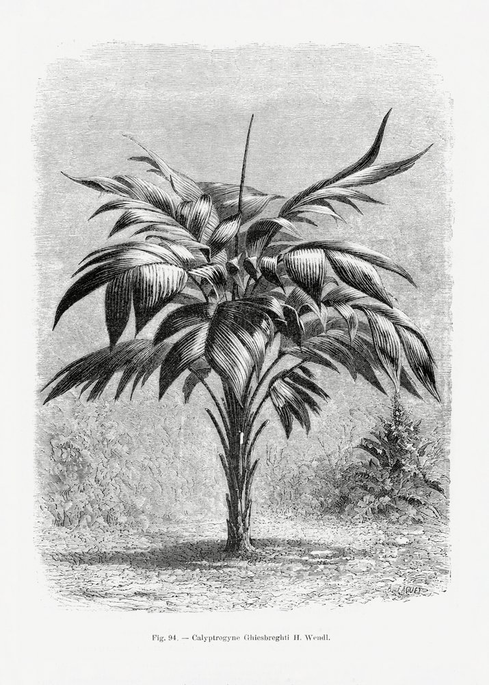 Vintage Palmenzeichnung Viii von Les Palmiers Histoire Iconographique
