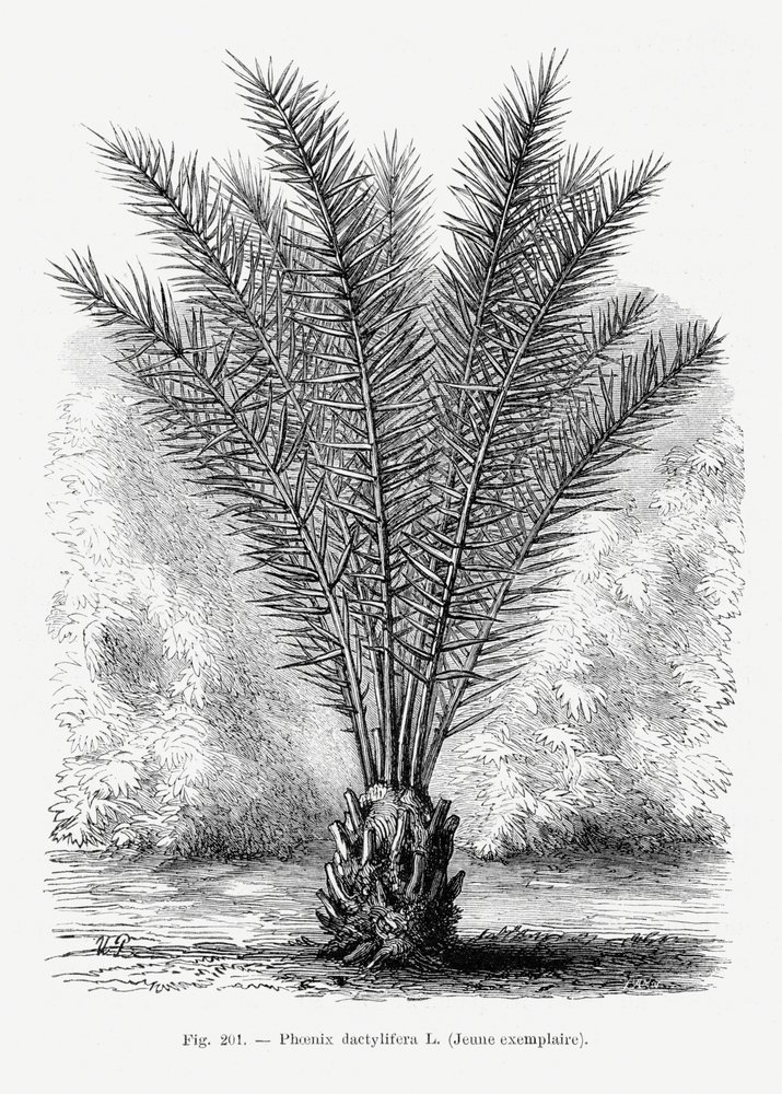 Vintage Palmenzeichnung Xiii von Les Palmiers Histoire Iconographique