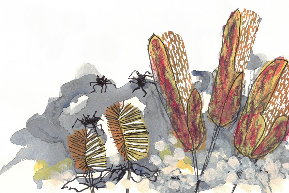Botanische Banksia-Spinnen von Lori Ann Folz