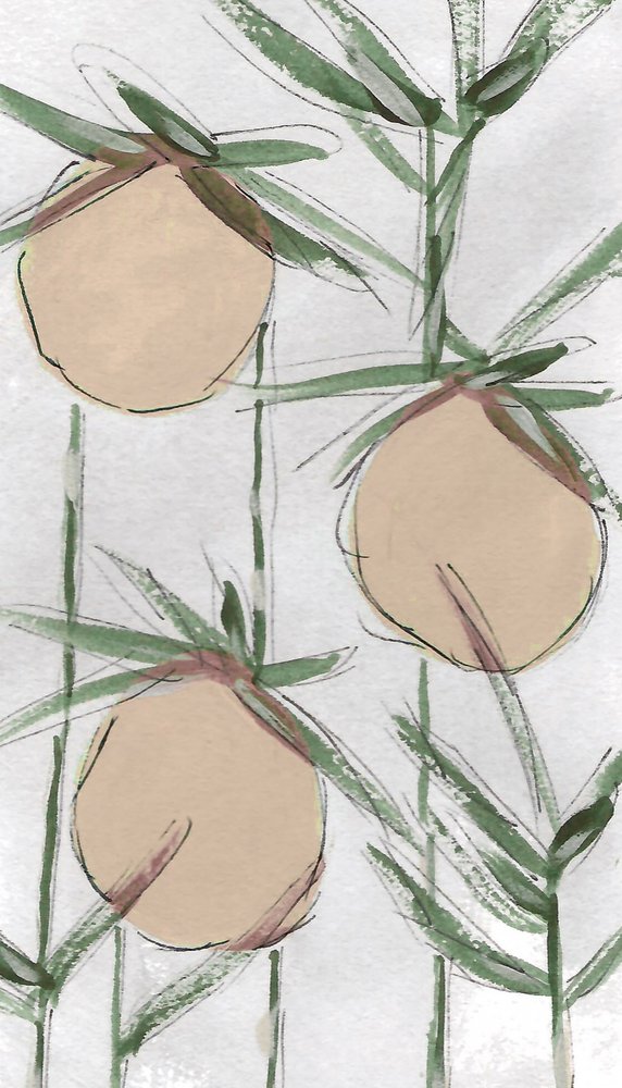 Frische malerische Pfirsiche von Lori Ann Folz