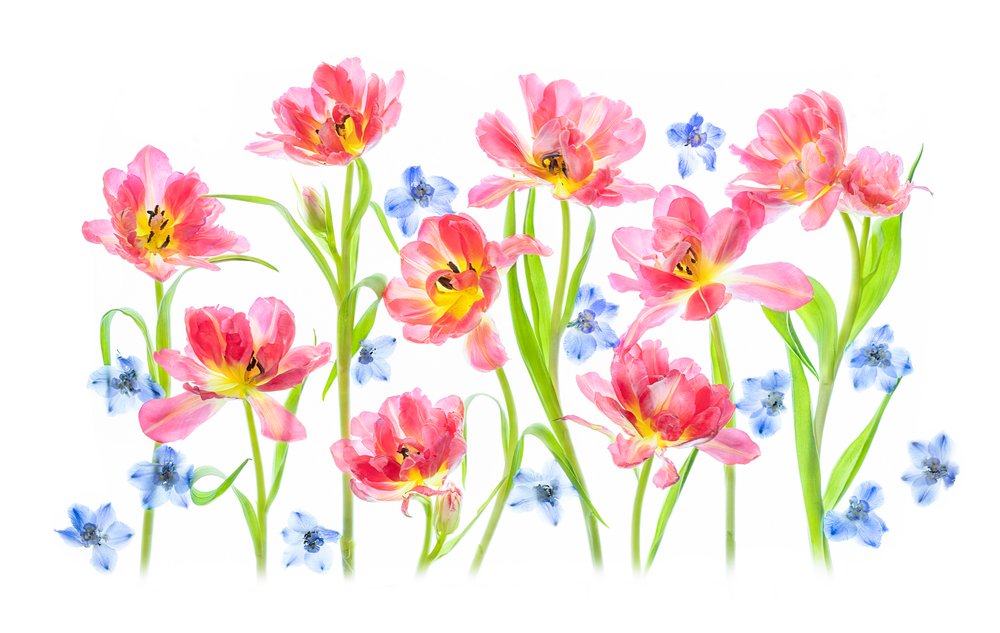 Zarte rosa Tulpen von Lydia Jacobs