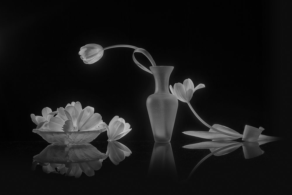 Elegante schwarze und weiße Tulpen von Lydia Jacobs