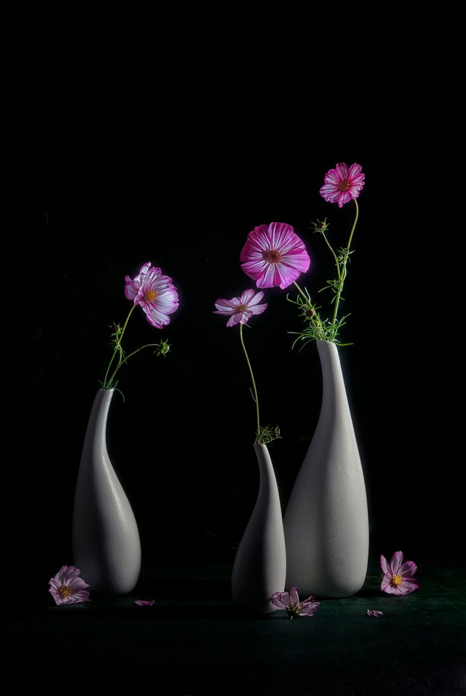 Elegantes Kosmos Stillleben von Lydia Jacobs