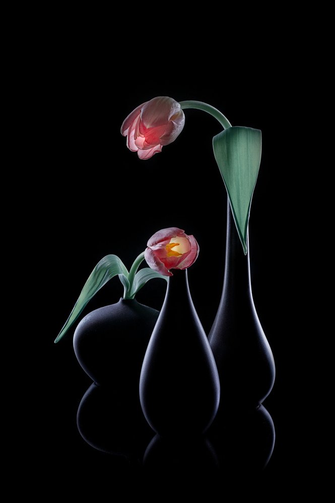 Elegante leuchtende Tulpen von Lydia Jacobs