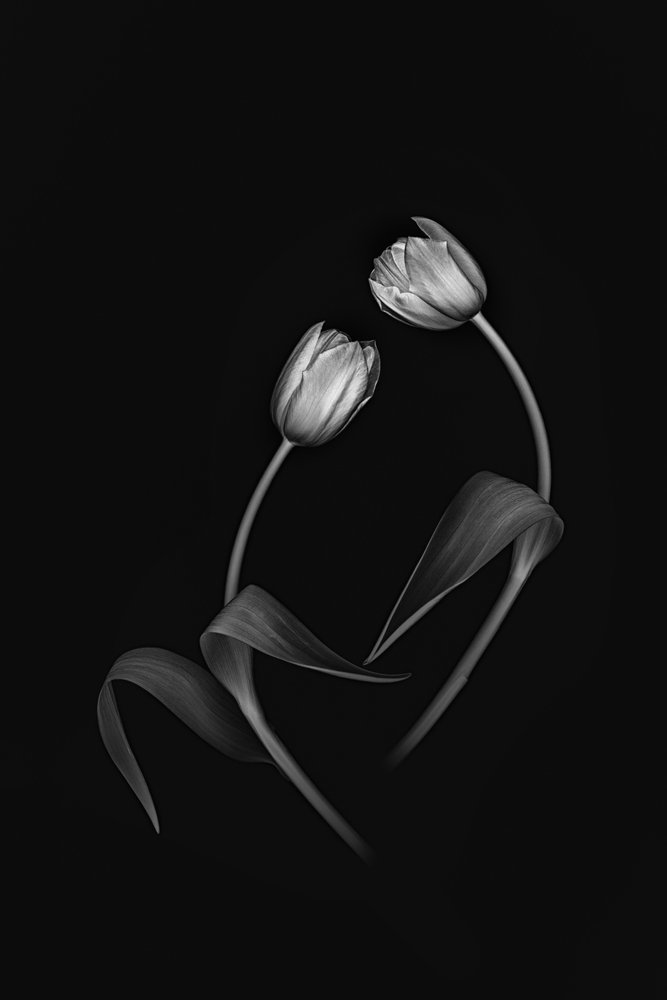 Elegantes Tulpen-Duo von Lydia Jacobs