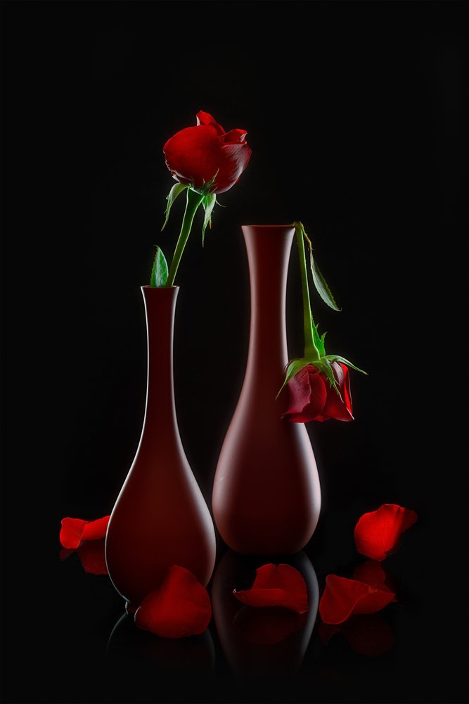 Frische und verblassende Rosen von Lydia Jacobs