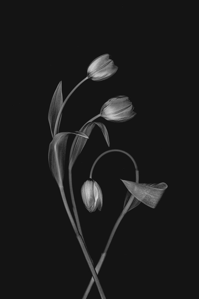 Monochrome Tulpenanmut von Lydia Jacobs