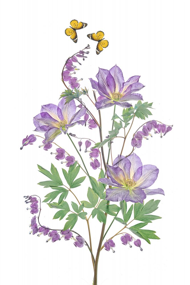 Violette Blüten und Schmetterlinge von Lydia Jacobs