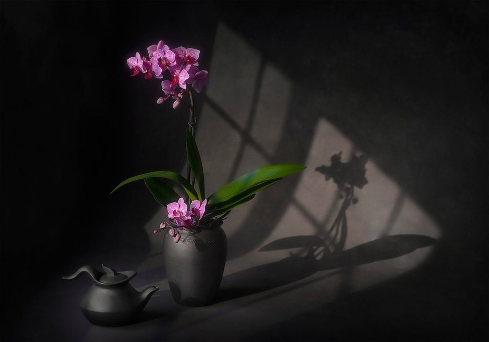Schattenhafte Orchideen-Eleganz von Lydia Jacobs