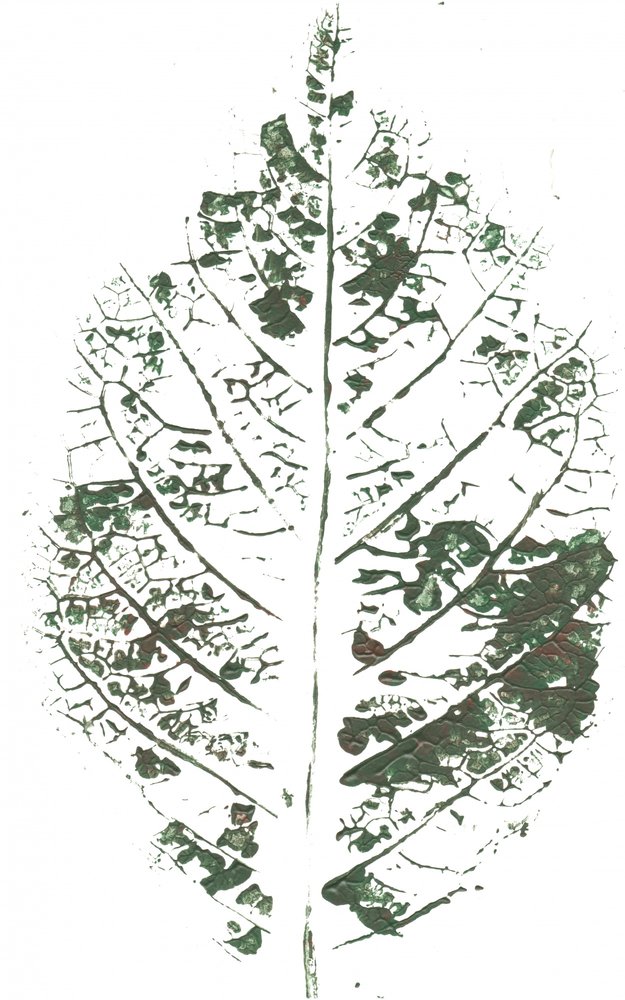 Botanischer Blattdruck von Maira Ribena