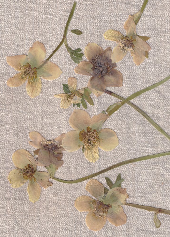 Zarte Gepresste Blumen von Maira Ribena