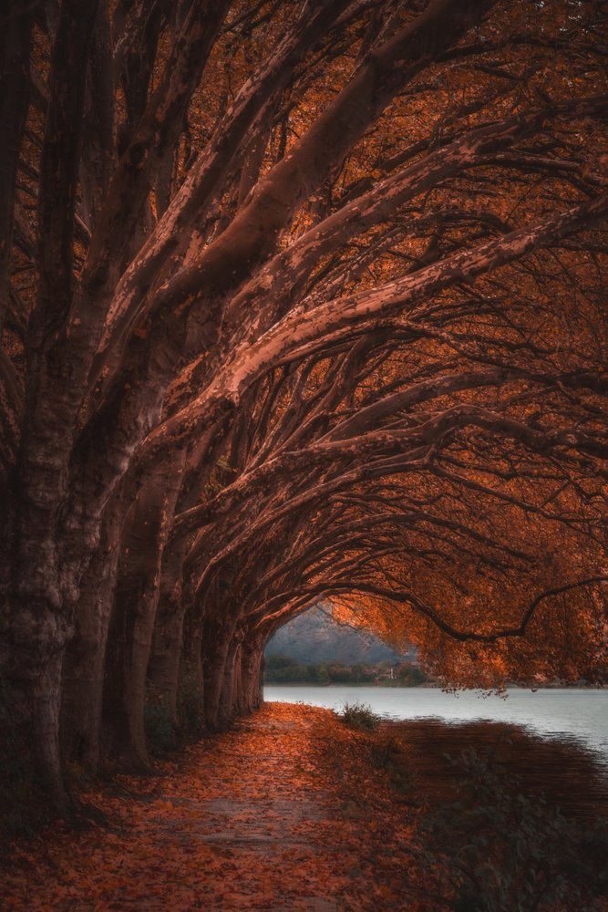 Herbstlicher Baumtunnel von Marcus Hennen