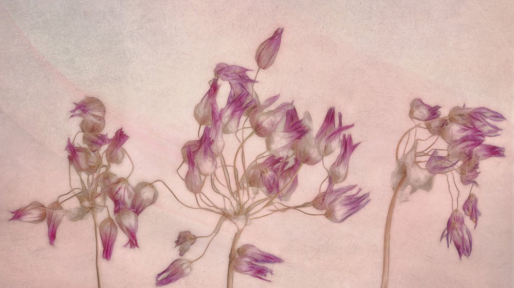 Zarte getrocknete Blüten von Marie-anne Stas