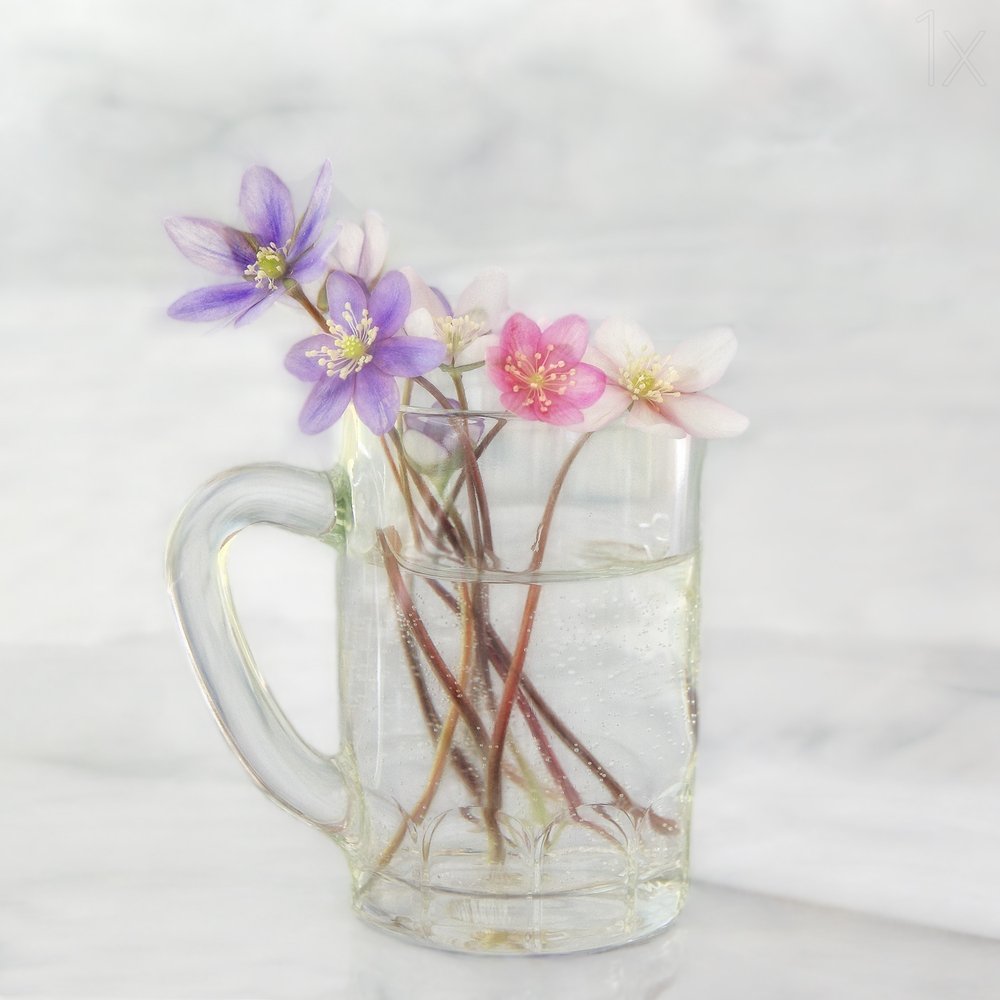 Zarte Frühlingsblüten von Marie-anne Stas
