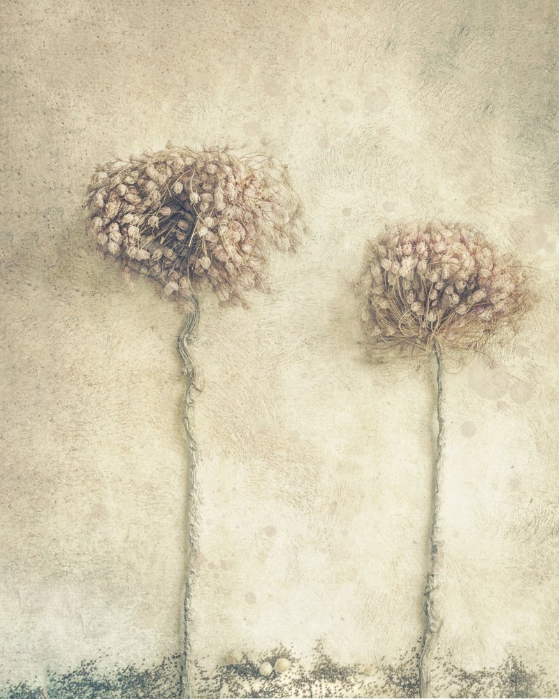Rustikale getrocknete Blumen von Marie-anne Stas