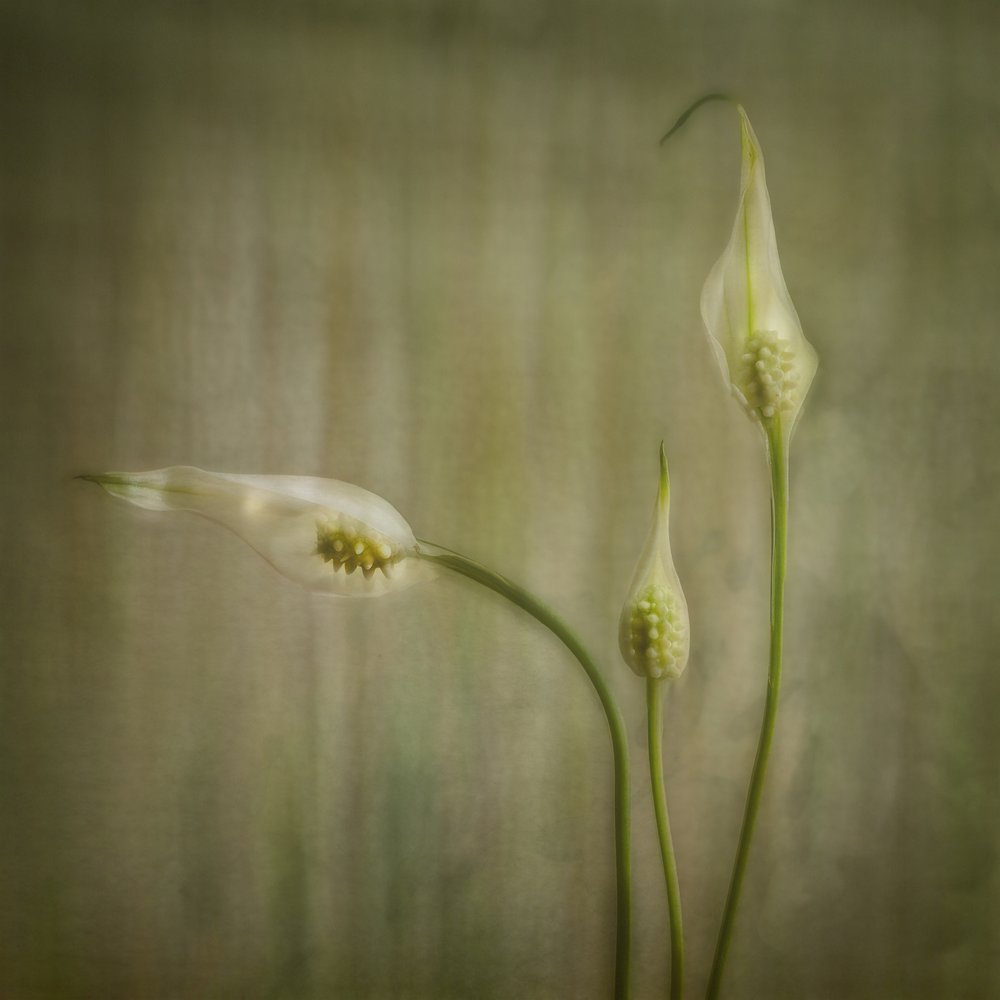 Gelassene Lilienblüten von Marie-anne Stas