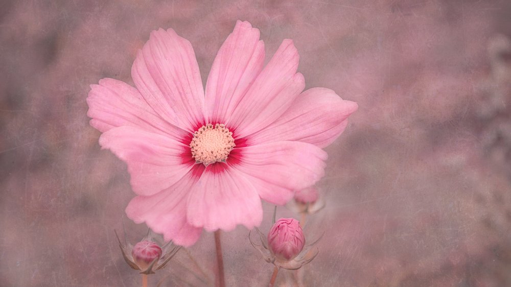 Zarte rosa Kosmosblume von Marie-anne Stas