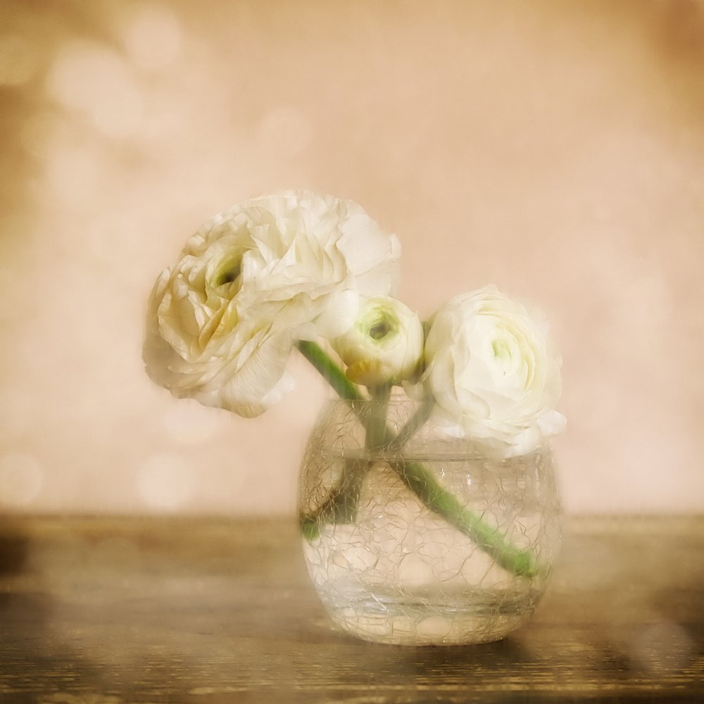 Zarte Ranunkelblüte von Marie-anne Stas