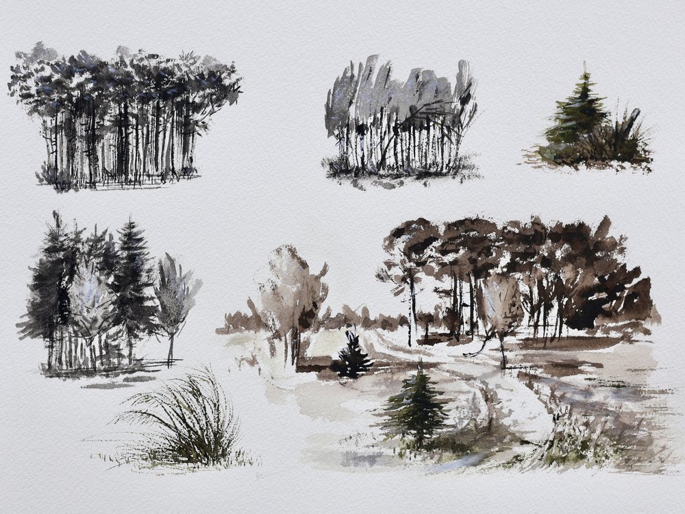 Studien von Waldbäumen von Marina Kozyr