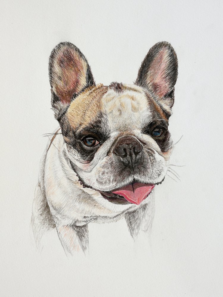 Glückliche Französische Bulldogge von Marina Kozyr