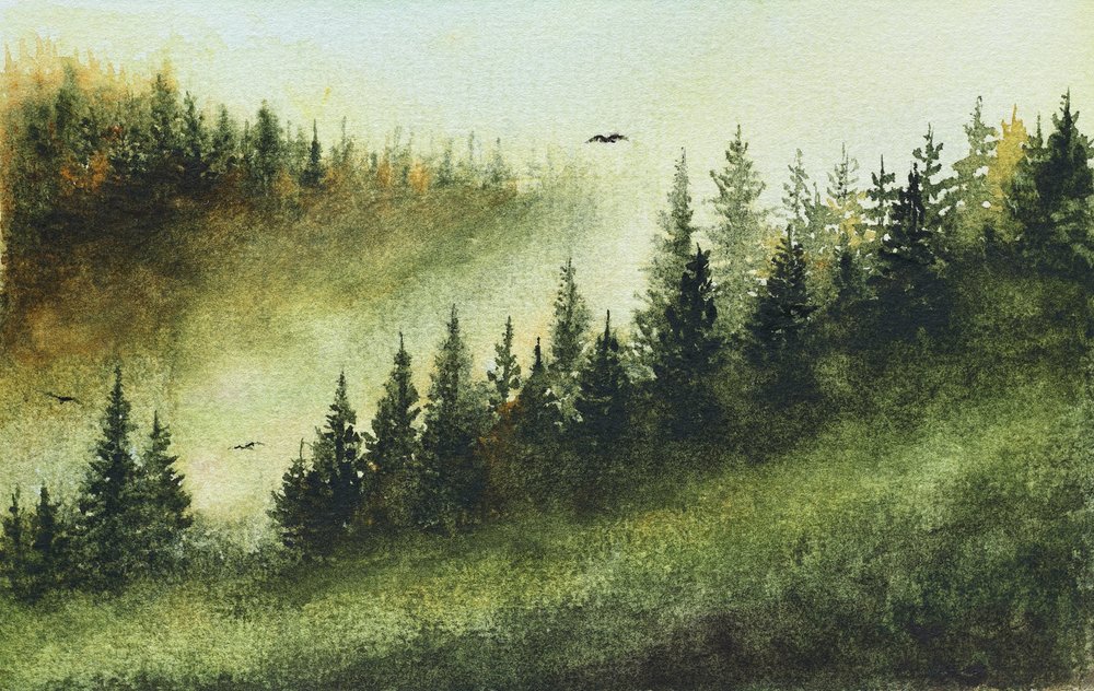 Nebliger immergrüner Wald von Marina Kozyr
