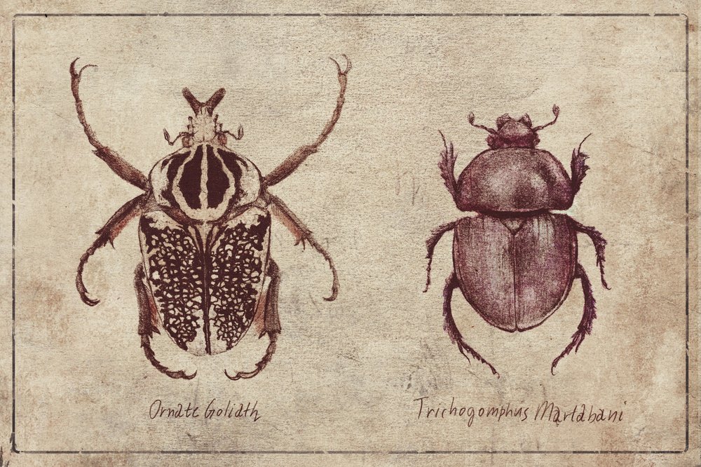 Insektenexemplare von Mike Koubou