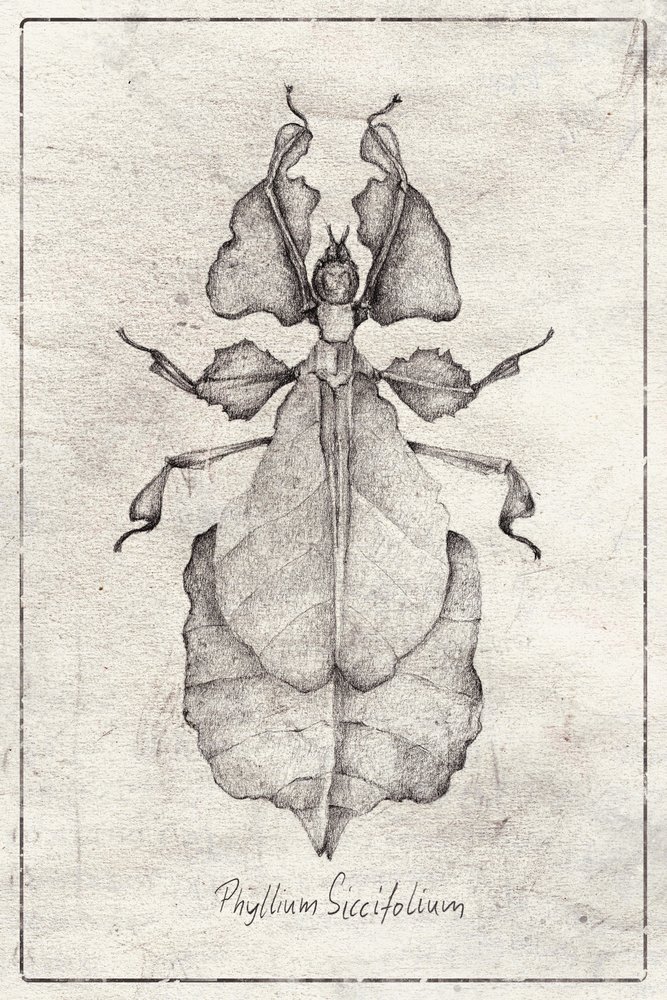 Phyllium Siccifolium von Mike Koubou