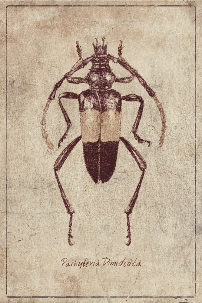 Vintage Insektenskizze von Mike Koubou