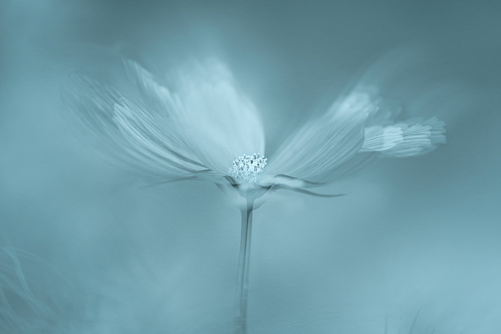 Träumerische blaue Blume von Molly Fu APA