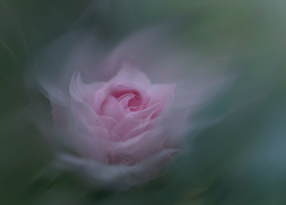 Träumende rosa Rose von Molly Fu APA