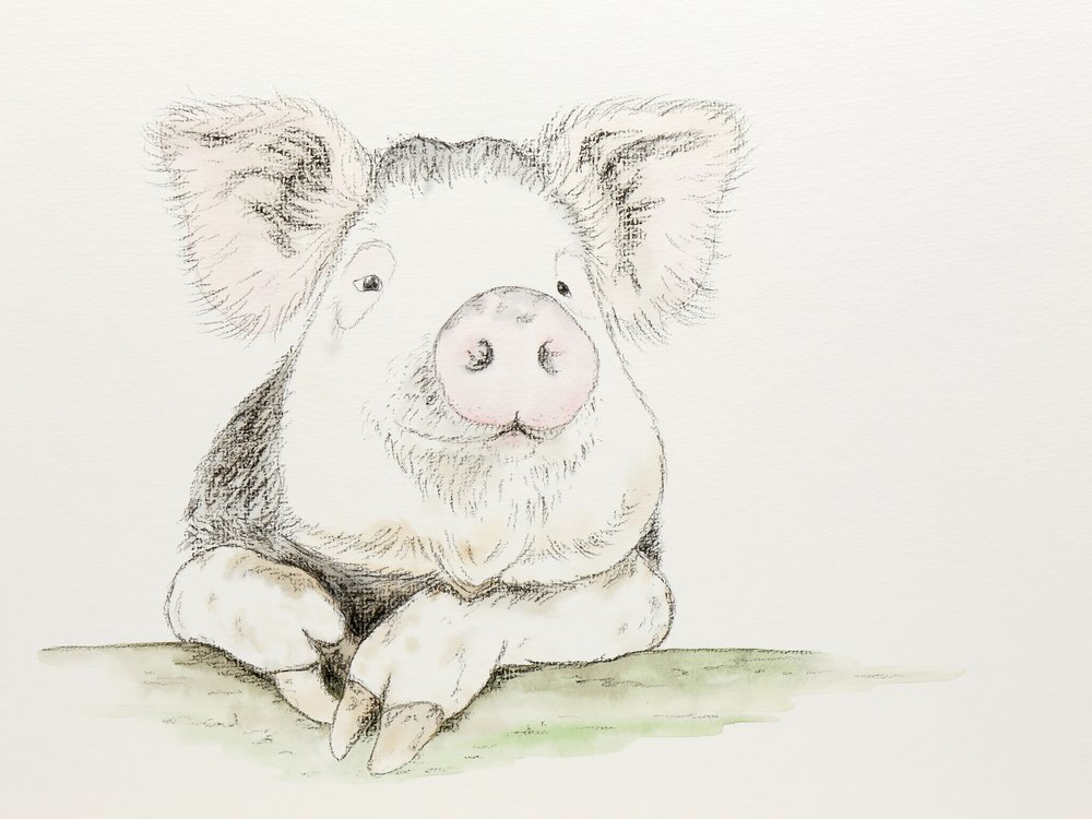 Niedliches Aquarellschwein von Natalie Bruns