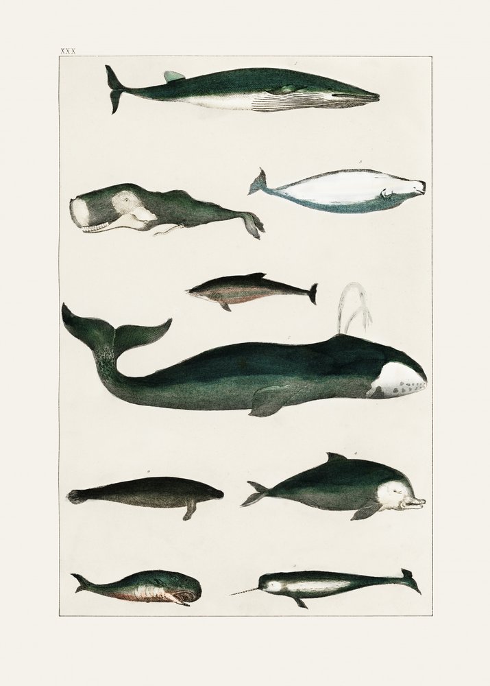 Vintage-Walposter von Oliver Goldsmith