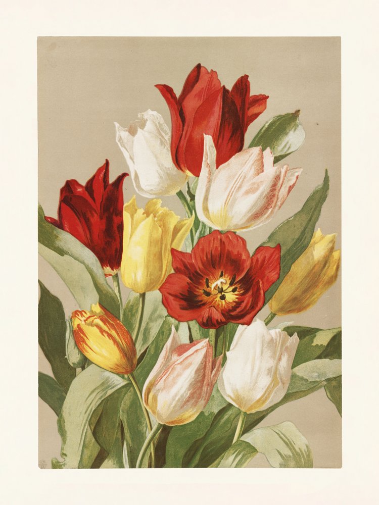Tulpen von Ellen Thayer Fisher von Pictufy