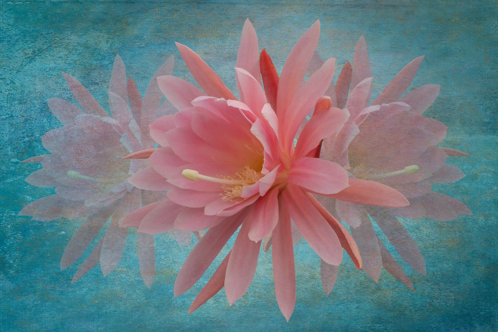 Träumende rosa Blüte von Richard Urbanski