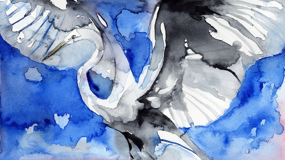 Blauer Reiher im Flug von RodMacIver