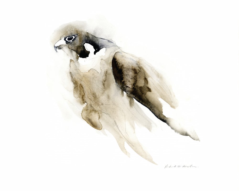 Graziöser Aquarellfalke von RodMacIver