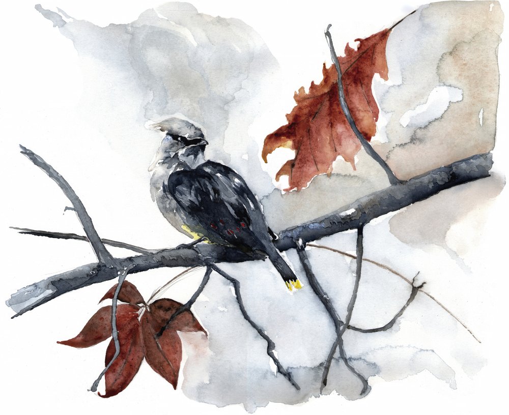 Friedlicher Herbstvogel von RodMacIver