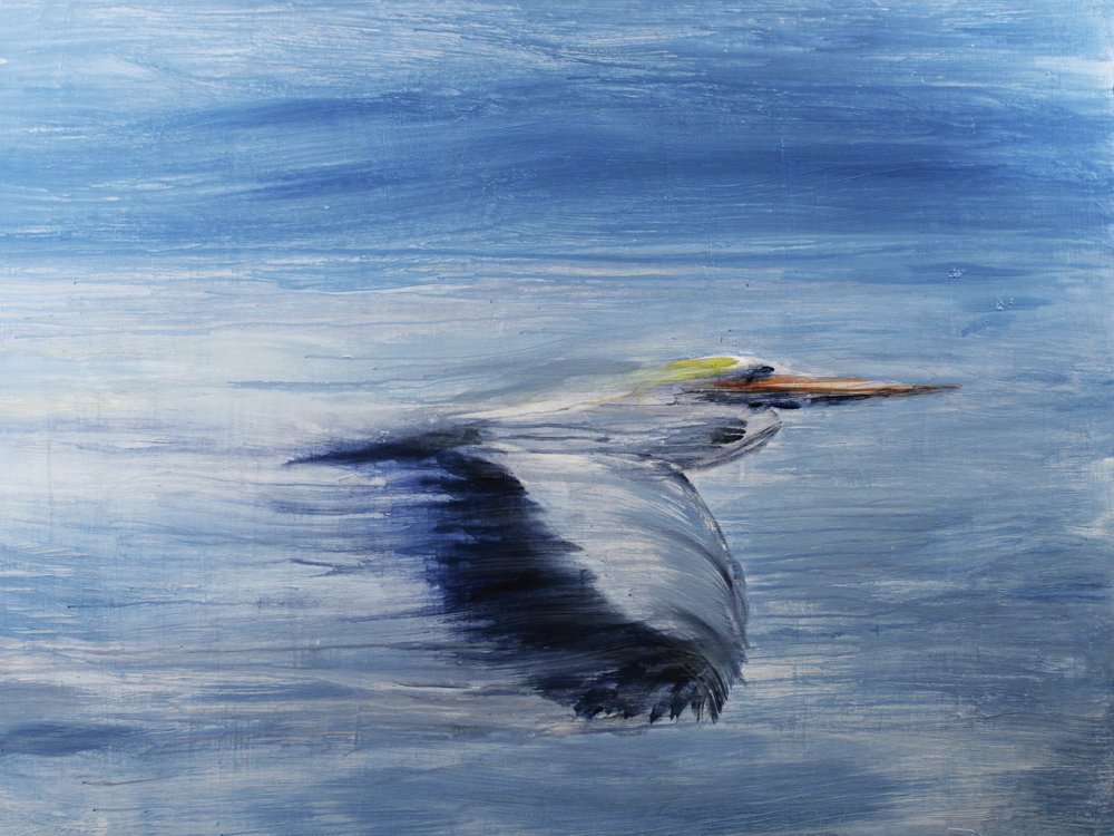 Gelassener Vogelflug von RodMacIver