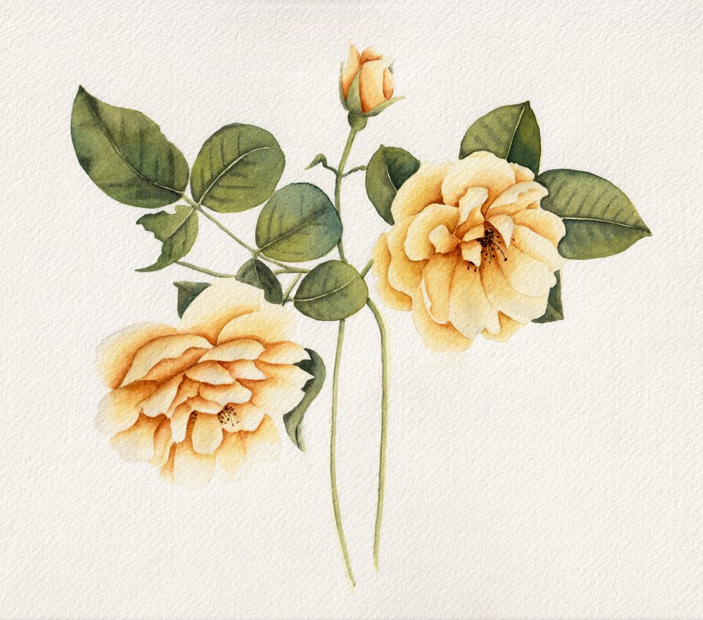Weiche gelbe Rosen von Salome