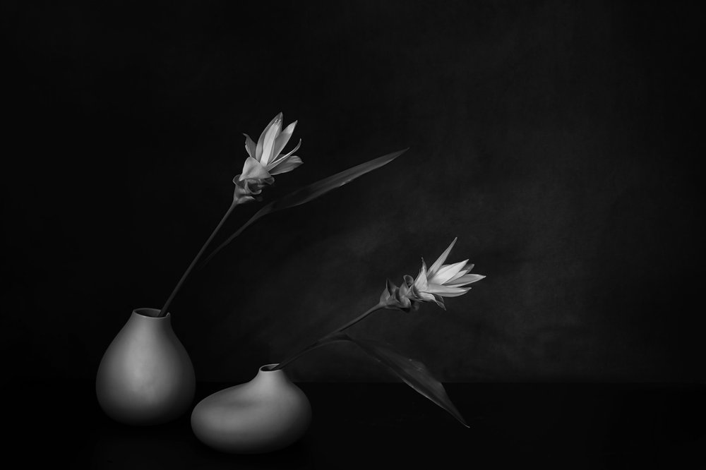 Monochrome Blumenruhe von Saskia Dingemans