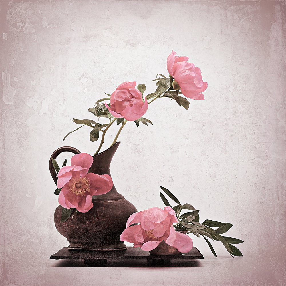 Weiche rosa Pfingstrosen von Saskia Dingemans