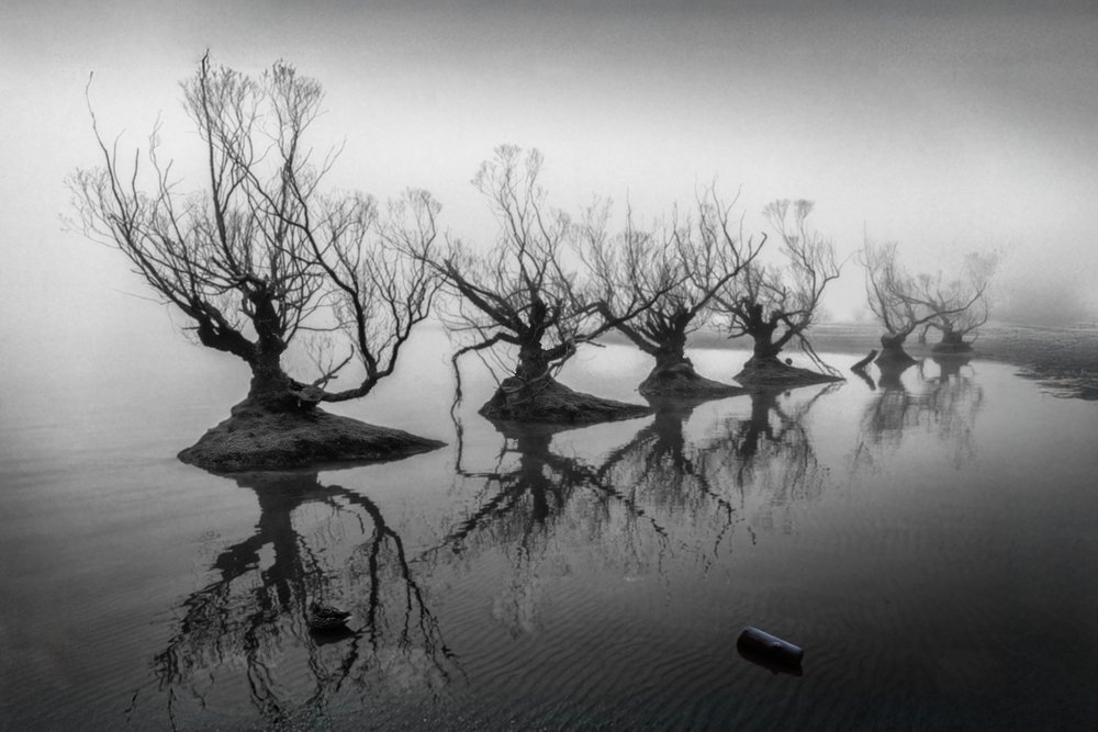 Kahle Bäume im Nebel von Shanrui Ren