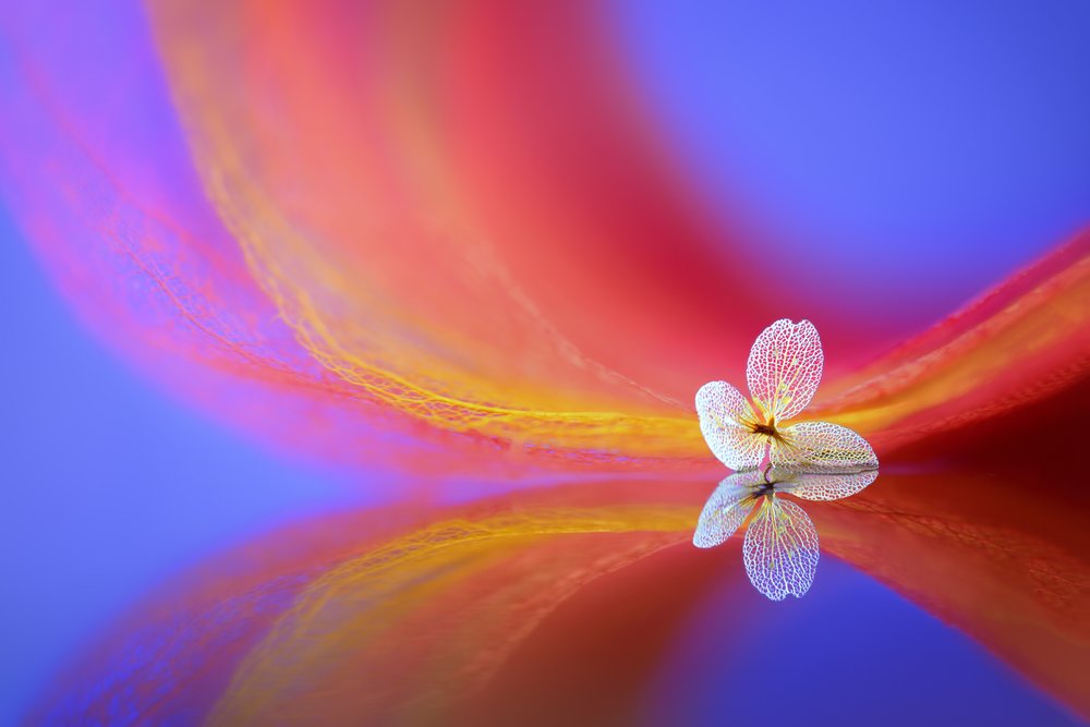 Zarte Blumenreflexion von Sophie Pan