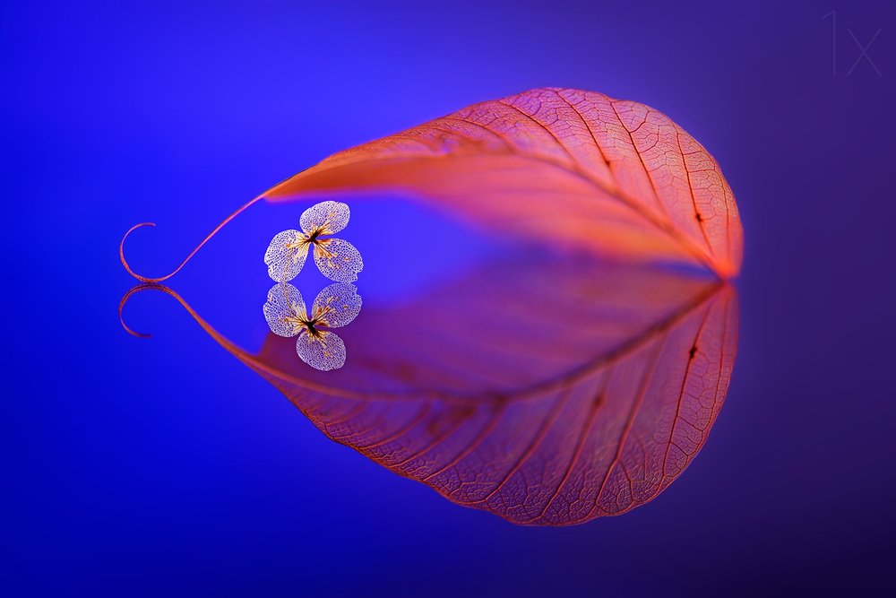Schwebendes Blatt Reflexion von Sophie Pan